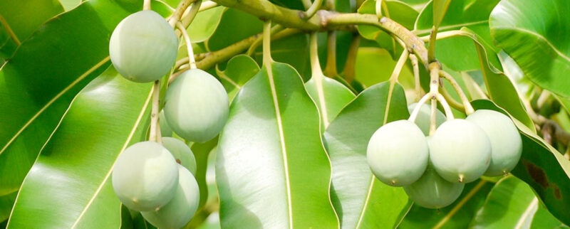 Tamanu