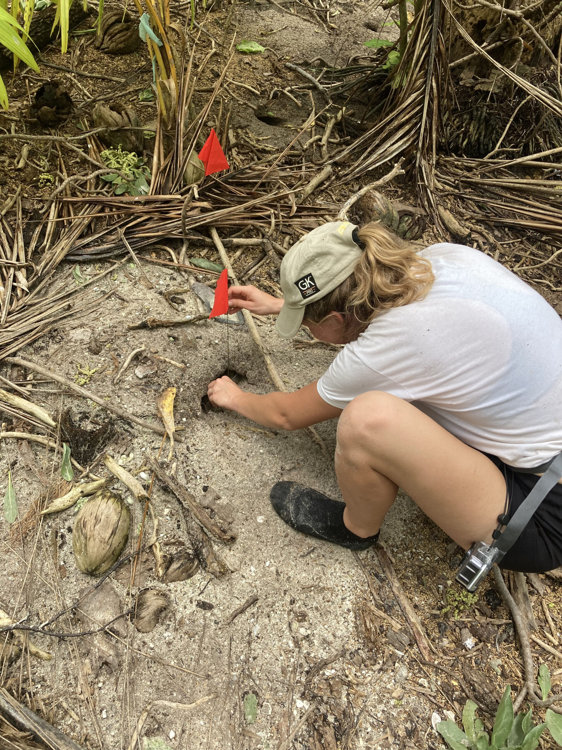 Habitat du crabe terrestre à Tetiaroa