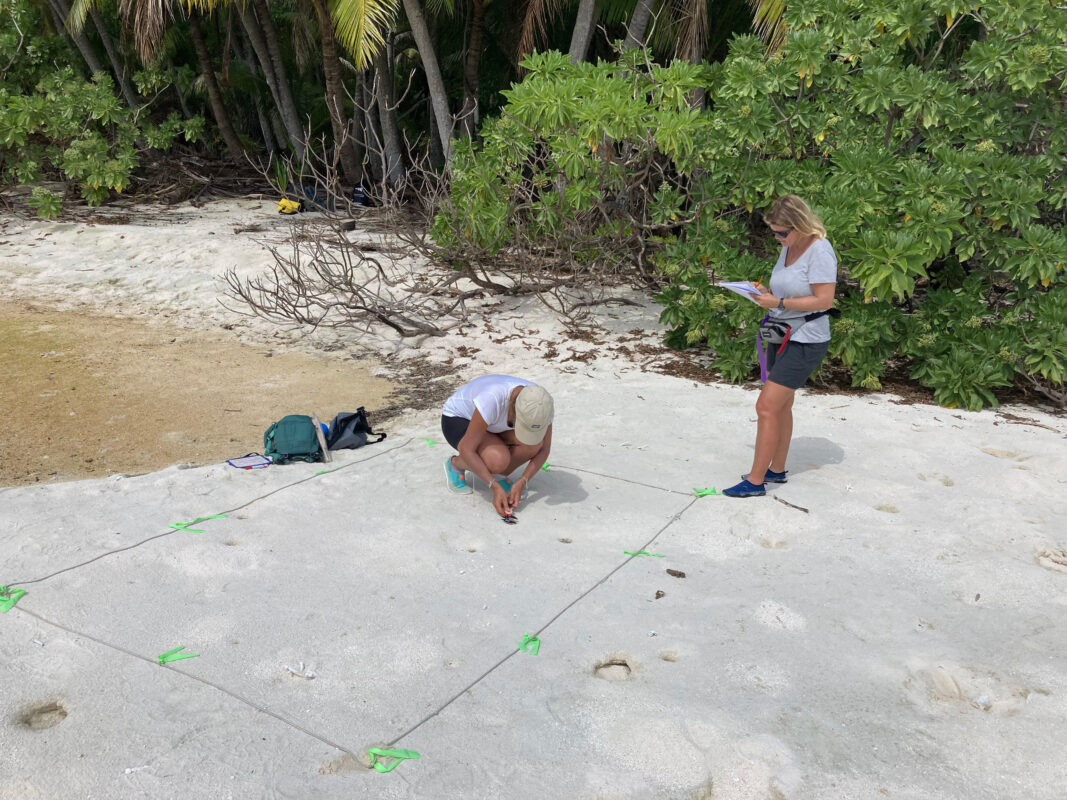 Etude de l'habitat des crabes terrestres de Tetiaroa
