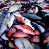 Poissons pêchés dans un parc de Tikehau en vue de leur exportation vers Tahiti.
