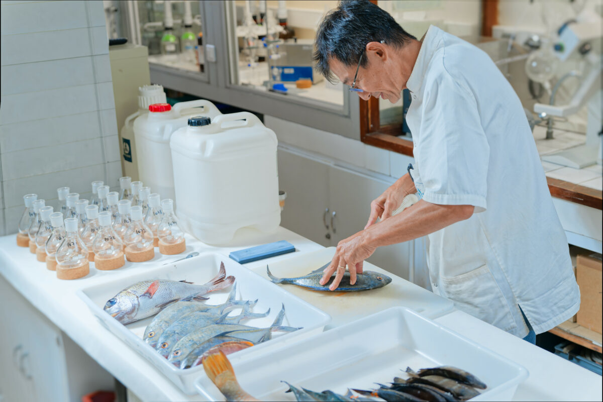 Préparation d'échantillons de poissons pour analyse de ciguatéra