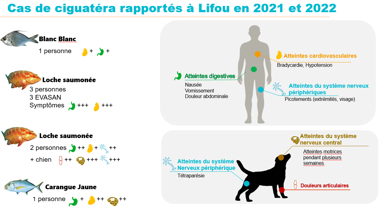 Schema descriptif ciguatéra Lifou