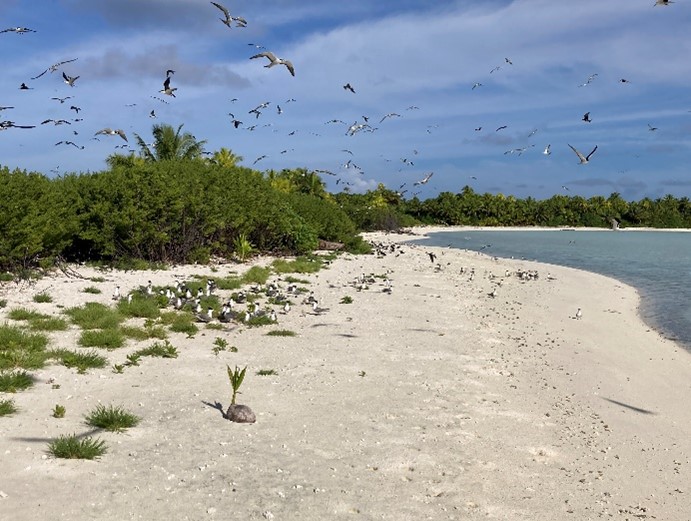 Tahuna iti, un motu en mouvement : plantes et oiseaux marins au rythme de la géomorphologie.