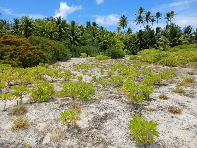 Tahuna iti, un motu en mouvement : plantes et oiseaux marins au rythme de la géomorphologie.