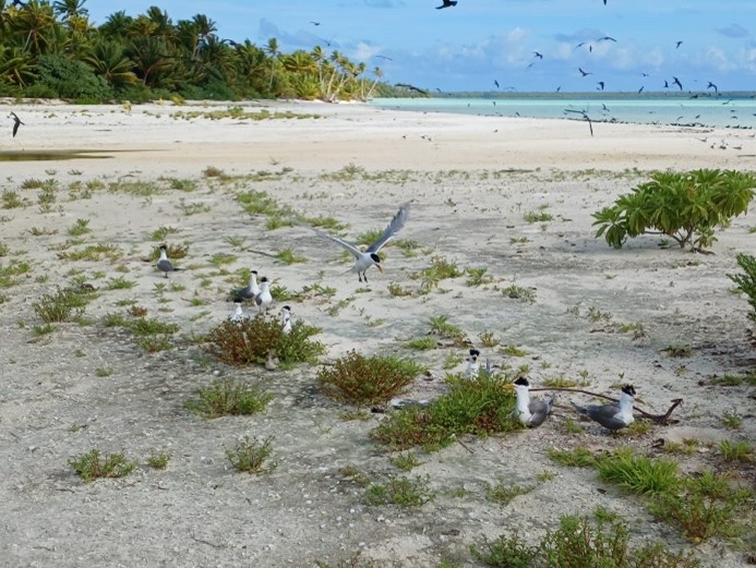Tahuna iti, un motu en mouvement : plantes et oiseaux marins au rythme de la géomorphologie.