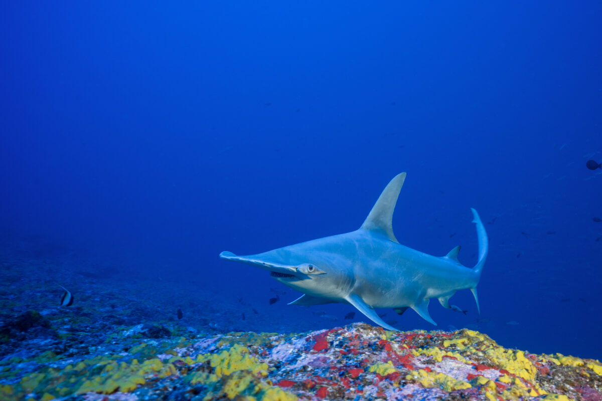 Thomas Pavy_ grand requin martea